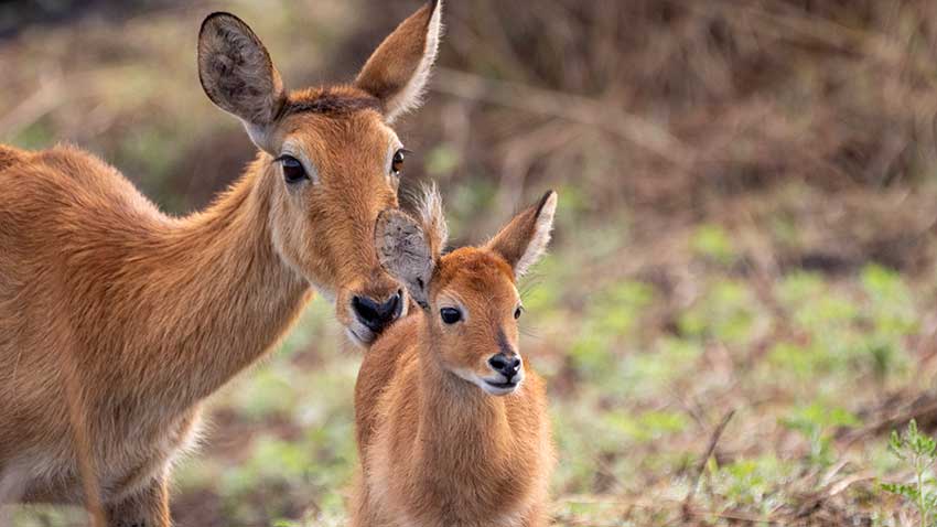 Mamas season 2 Roku series narrated by Connie Briton and Elsa Pataky